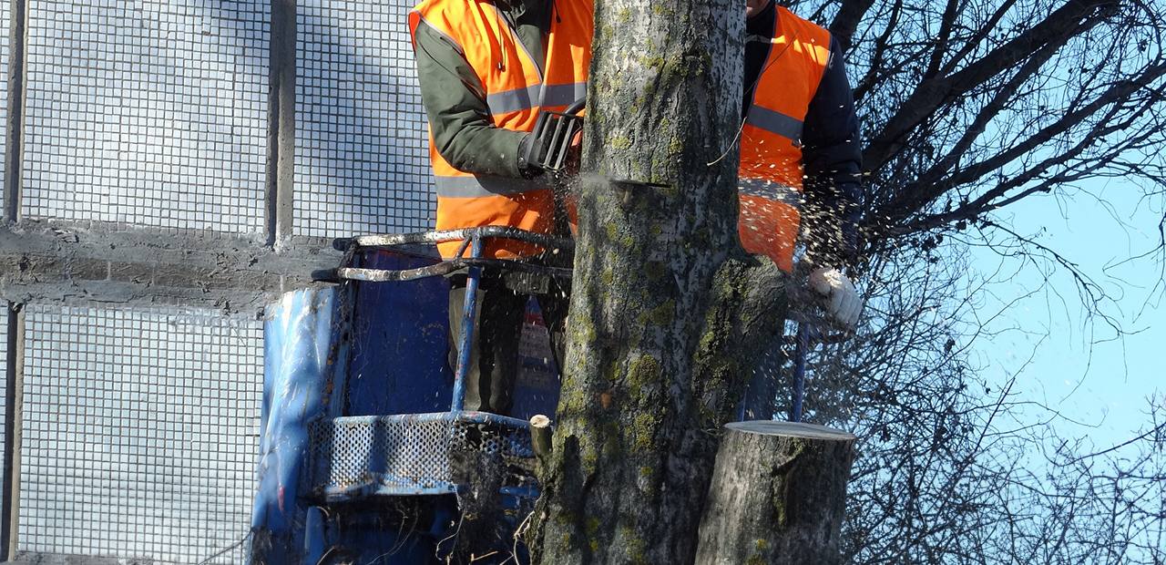 tree cutting