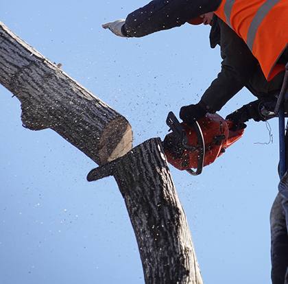 cutting tree down