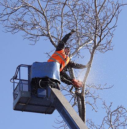 trimming branches