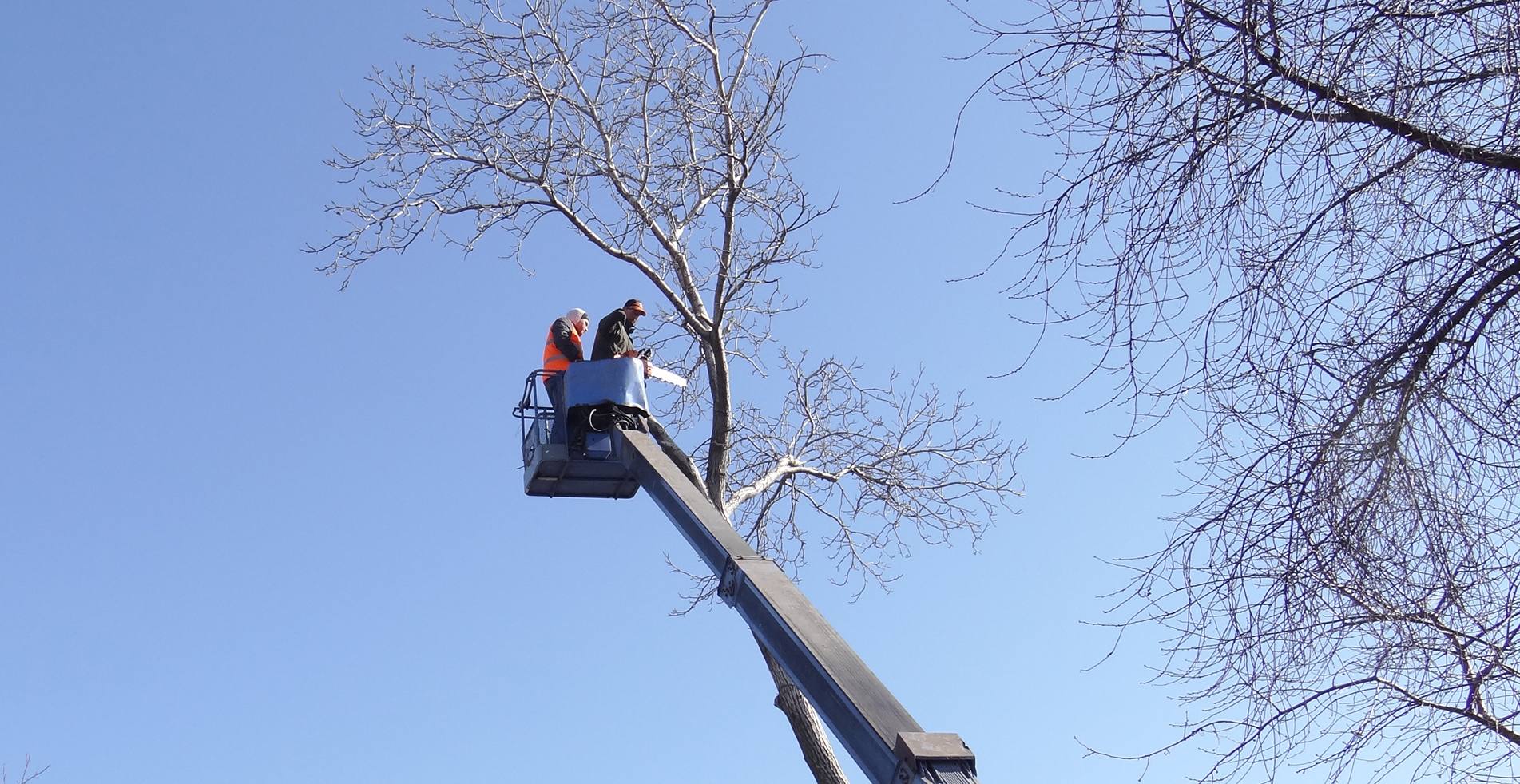 arborists