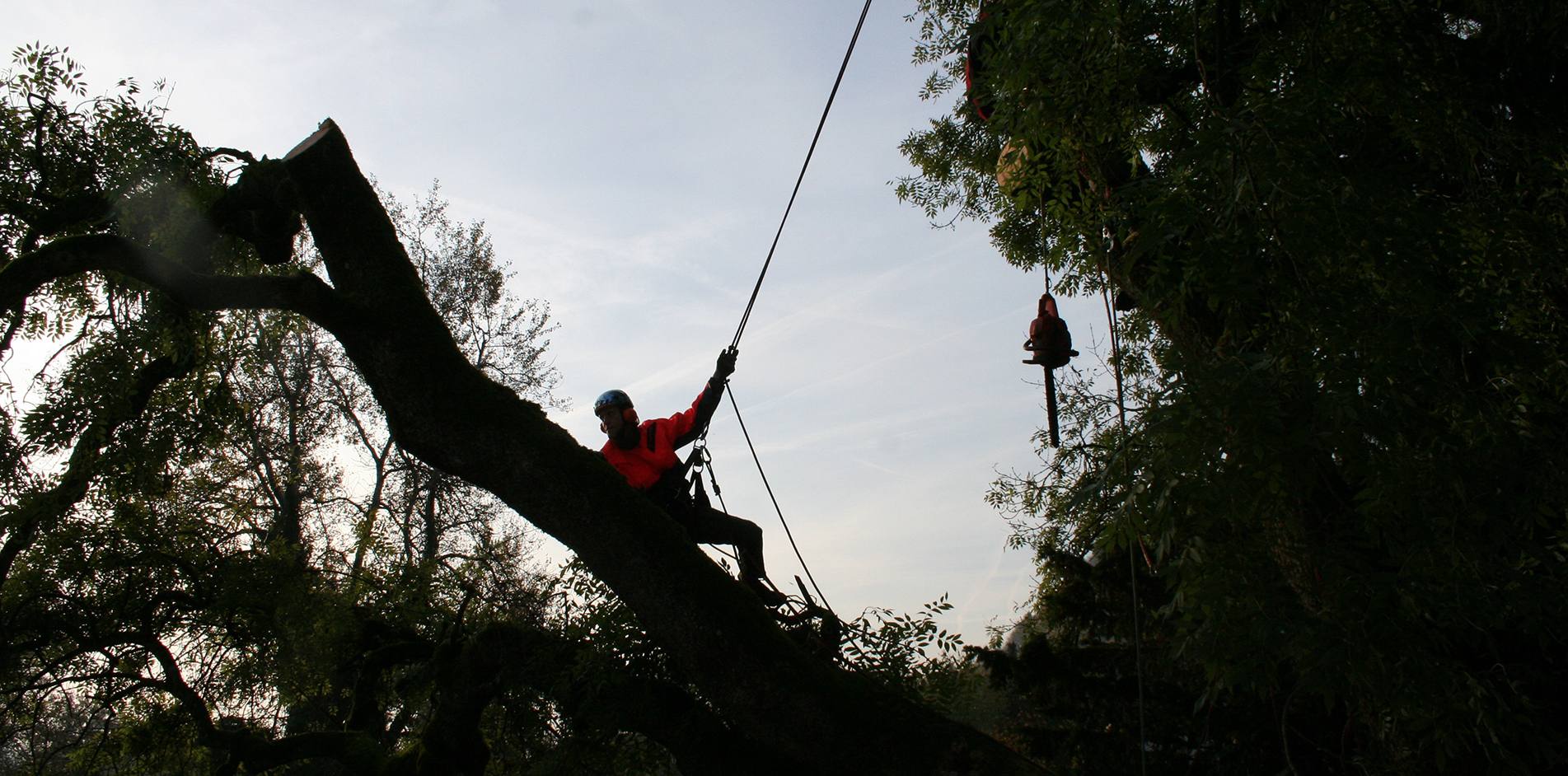 arborist