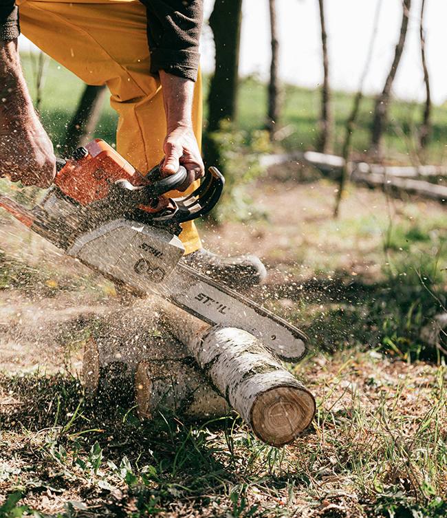 chainsaw cutting tree